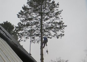 Det gamle grantræ fældes 2013